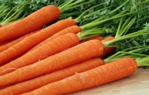 Срок созревания моркови нантская. Характеристика и описание