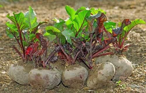 Когда убирать свеклу. Когда лучше убирать свеклу с грядки?