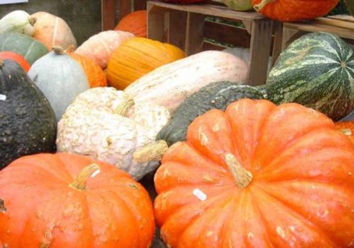 При какой температуре убирать тыкву. Основные правила уборки 02 При какой температуре убирать тыкву. Основные правила уборки 02