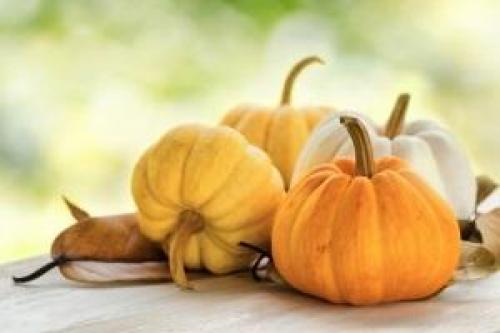 При какой температуре убирать тыкву. Основные правила уборки
