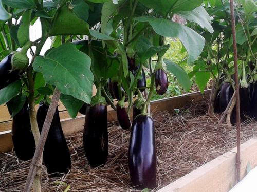 Баклажаны выращивание. Выращивание баклажанов: выбор сорта, выращивание, уход