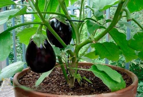Как вырастить хороший урожай баклажаны. Высокорослые баклажаны для открытого грунта 06
