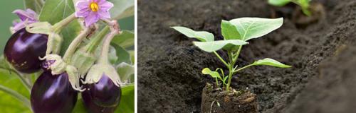 Как вырастить баклажаны из семян. БАКЛАЖАНЫ: ВЫРАЩИВАНИЕ РАССАДЫ ИЗ СЕМЯН В ДОМАШНИХ УСЛОВИЯХ