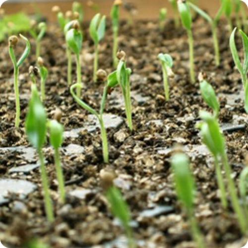 Как вырастить баклажаны из семян. БАКЛАЖАНЫ: ВЫРАЩИВАНИЕ РАССАДЫ ИЗ СЕМЯН В ДОМАШНИХ УСЛОВИЯХ