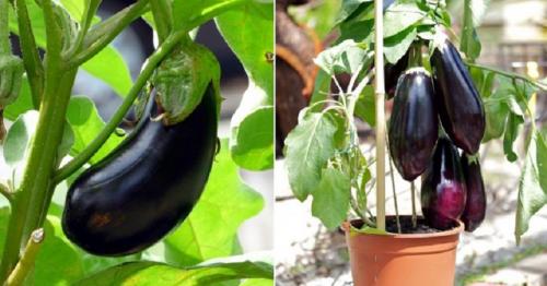 Как вырастить хороший урожай баклажаны. Высокорослые баклажаны для открытого грунта 04