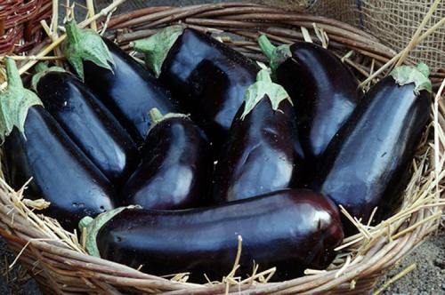 Баклажаны выращивание. Выращивание баклажанов: выбор сорта, выращивание, уход