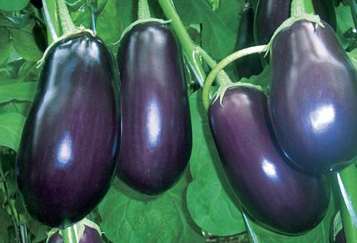 Баклажаны выращивание. Выращивание баклажанов: выбор сорта, выращивание, уход