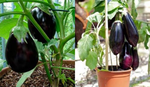 Как вырастить хороший урожай баклажаны. Высокорослые баклажаны для открытого грунта 03