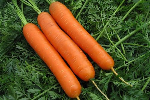 Морковь Нантская. Описание сорта моркови Нантская