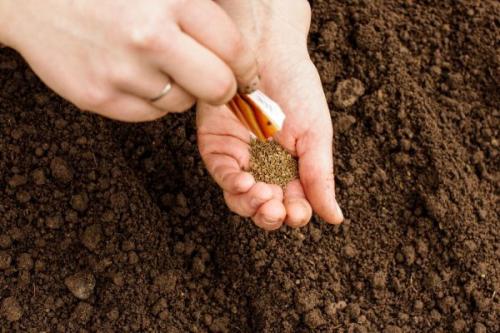 Когда сажать морковь осенью. Когда сажать морковь в открытый грунт под зиму