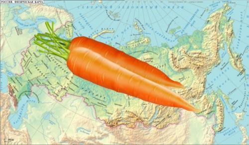 Когда сажать морковь семенами в открытый грунт