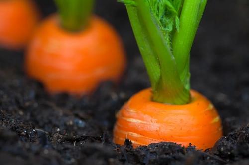 Морковь Нантская. Описание сорта моркови Нантская