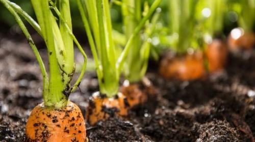 Хитрый способ посадки моркови. Как посадить морковь, чтобы не прореживать?