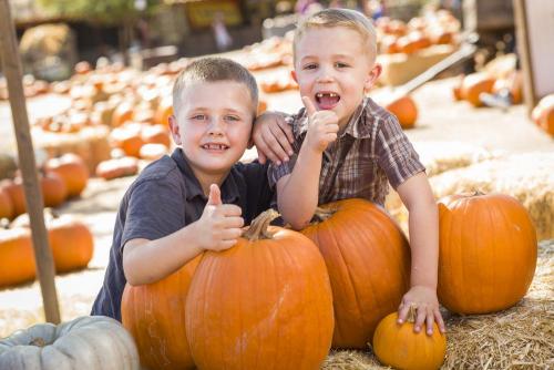 Много тыкв. Найти много больших тыкв 04