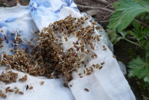 Как правильно и когда убирать урожай моркови. Сроки 07 Как правильно и когда убирать урожай моркови. Сроки 07