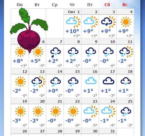 Когда убирать свеклу. Когда убирать урожай свеклы: оптимальные сроки и признаки зрелости овоща