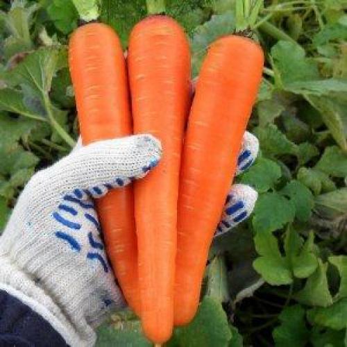 Как правильно и когда убирать урожай моркови. Сроки