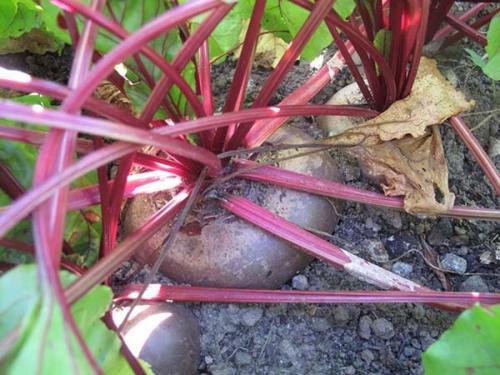 Когда убирать свеклу. Когда убирать урожай свеклы: оптимальные сроки и признаки зрелости овоща