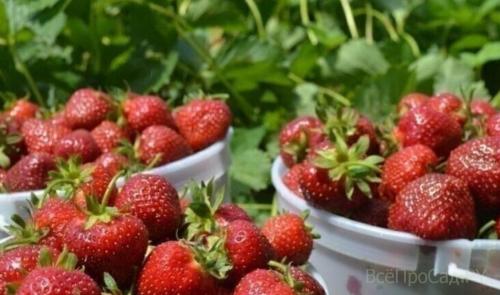 Почва для посадки клубники. Посадка клубники весной в открытый грунт: 7 лучших способов, сроки, схема