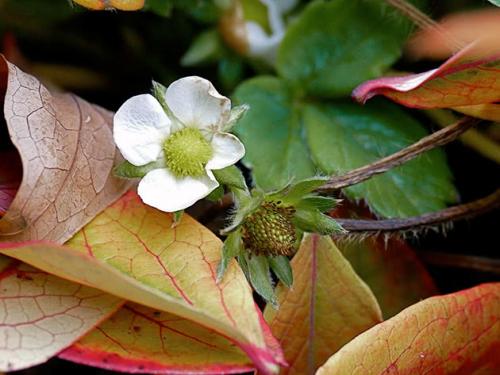 Как подготовить грядку для клубники осенью. Посадка клубники осенью в грунт