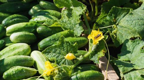 Лучшие сорта огурцов для теплиц Подмосковья. Огурцы для Подмосковья — 42 лучших сорта 2023 года для теплиц и открытого грунта