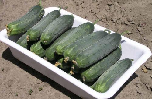 Лучшие сорта огурцов для юга. Огурцы для Кубани: лучшие сорта и особенности их выращивания