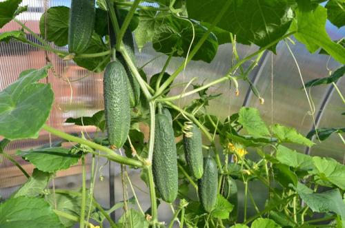 Лучшие сорта огурцов для теплиц Подмосковья. Огурцы для Подмосковья — 42 лучших сорта 2023 года для теплиц и открытого грунта