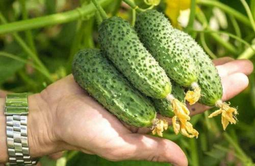 Лучшие сорта огурцов для юга. Огурцы для Кубани: лучшие сорта и особенности их выращивания