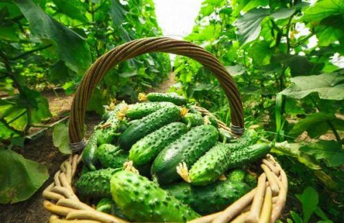 Огурцы в открытом грунте в Ленинградской области. Выращивание огурцов в открытом грунте и теплице в Ленинградской области и сорта