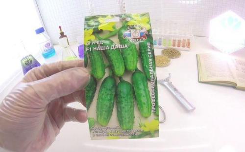 Огурцы в открытом грунте в Ленинградской области. Выращивание огурцов в открытом грунте и теплице в Ленинградской области и сорта