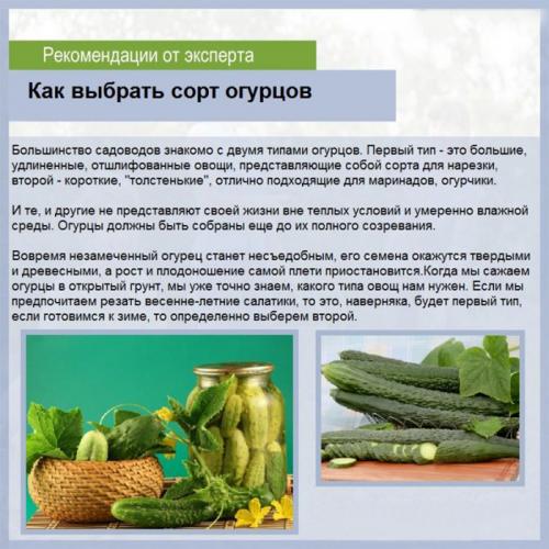 Лучшие сорта огурцов для теплиц Подмосковья. Огурцы для Подмосковья — 42 лучших сорта 2023 года для теплиц и открытого грунта