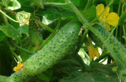 Лучшие сорта огурцов для юга. Огурцы для Кубани: лучшие сорта и особенности их выращивания