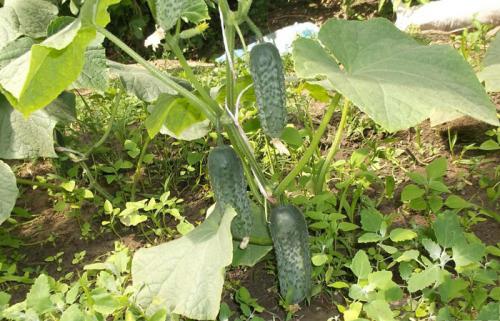 Лучшие сорта огурцов 2022. ТОП-50 сортов огурцов для открытого грунта 2023 года — фото с описанием