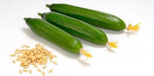 Лучшие сорта огурцов для теплиц в Ленинградской 2022. Выбор семян на посадку