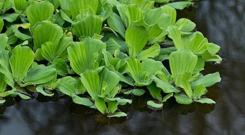 Когда убирать кувшинки на зиму. Как сохранить водяную лилию зимой. Уход в период зимовки 06