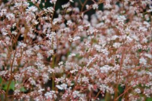 С чем сочетать папоротник. Подбор соседей для папоротника: разнообразие видов