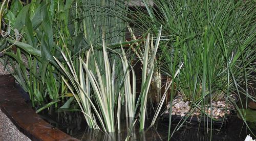 Когда убирать кувшинки на зиму. Как сохранить водяную лилию зимой. Уход в период зимовки 04 Когда убирать кувшинки на зиму. Как сохранить водяную лилию зимой. Уход в период зимовки 04