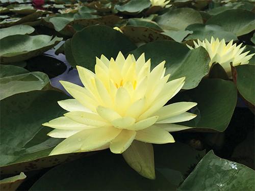 Как ухаживать за кувшинками в домашних условиях. Посадка нимфеи: пошаговая инструкция с фото