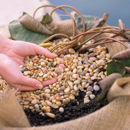 Как ухаживать за кувшинками в домашних условиях. Посадка нимфеи: пошаговая инструкция с фото