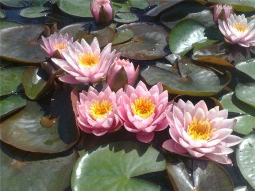 Когда убирать кувшинки на зиму. Как сохранить водяную лилию зимой. Уход в период зимовки 01 Когда убирать кувшинки на зиму. Как сохранить водяную лилию зимой. Уход в период зимовки 01