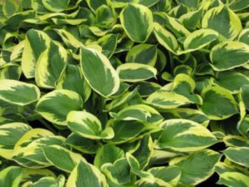 С чем сочетать папоротник. Подбор соседей для папоротника: разнообразие видов