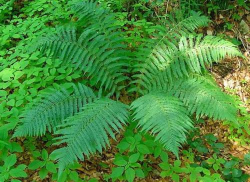 Папоротник садовый выращивание уход. Сорта папоротников