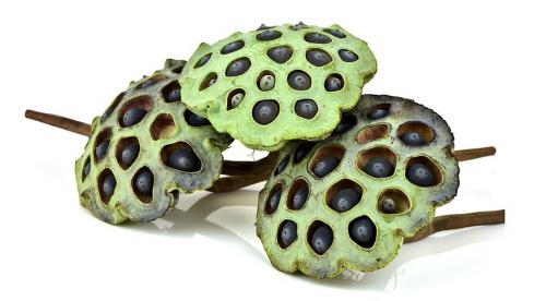 Когда убирать кувшинки на зиму. Как сохранить водяную лилию зимой. Уход в период зимовки 07 Когда убирать кувшинки на зиму. Как сохранить водяную лилию зимой. Уход в период зимовки 07