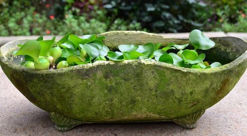 Когда убирать кувшинки на зиму. Как сохранить водяную лилию зимой. Уход в период зимовки 05 Когда убирать кувшинки на зиму. Как сохранить водяную лилию зимой. Уход в период зимовки 05