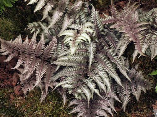 Папоротник садовый выращивание уход. Сорта папоротников