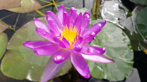 Когда убирать кувшинки на зиму. Как сохранить водяную лилию зимой. Уход в период зимовки 03 Когда убирать кувшинки на зиму. Как сохранить водяную лилию зимой. Уход в период зимовки 03