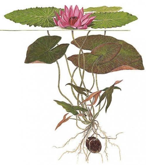 Когда убирать кувшинки на зиму. Как сохранить водяную лилию зимой. Уход в период зимовки 02 Когда убирать кувшинки на зиму. Как сохранить водяную лилию зимой. Уход в период зимовки 02