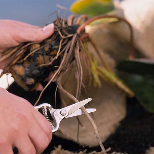 Как ухаживать за кувшинками в домашних условиях. Посадка нимфеи: пошаговая инструкция с фото