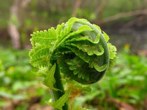Папоротник садовый выращивание уход. Сорта папоротников