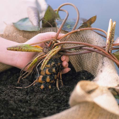 Как ухаживать за кувшинками в домашних условиях. Посадка нимфеи: пошаговая инструкция с фото